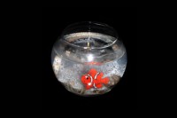 Fish Bowl